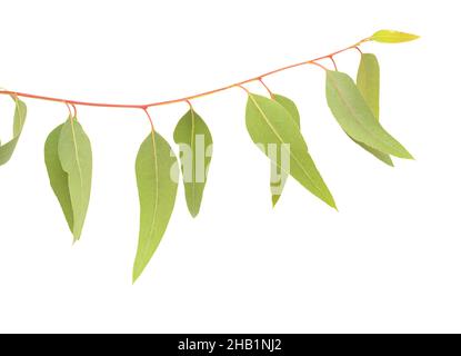 Flora di Gran Canaria - Eucalyptus camaldulensis, specie introdotta, isolato su sfondo bianco Foto Stock