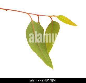 Flora di Gran Canaria - Eucalyptus camaldulensis, specie introdotta, isolato su sfondo bianco Foto Stock