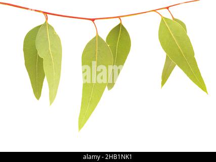 Flora di Gran Canaria - Eucalyptus camaldulensis, specie introdotta, isolato su sfondo bianco Foto Stock