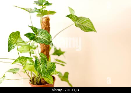 Decorazioni per la casa e concetto di amante degli alberi, piante per la casa Foto Stock