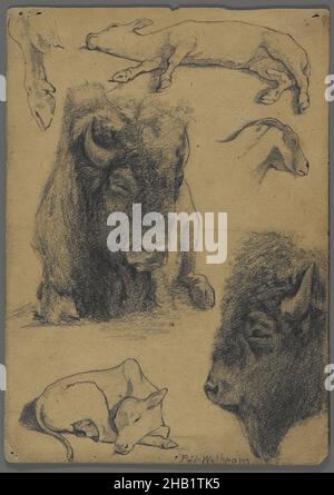 Studi di Bison, Calf and Goat, Philip H. Wolfrom, americano, 1870-1904, Grafite e inchiostro su carta, n.d., foglio: 9 3/4 x 7 pollici, 24,8 x 17,8 cm Foto Stock