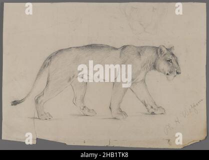 Striding Lioness, Philip H. Wolfrom, americano, 1870-1904, grafite su carta, N.d., foglio: 8 5/8 x 11 15/16 pollici, 21,9 x 30,3 cm Foto Stock