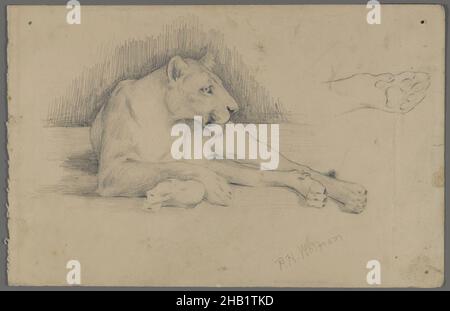 Lioness seduto, Philip H. Wolfrom, americano, 1870-1904, grafite su carta, N.d., foglio: 6 x 9 5/16 pollici, 15,2 x 23,7 cm, leone Foto Stock