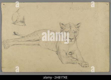 Lioness seduto, Philip H. Wolfrom, americano, 1870-1904, grafite su carta, N.d., foglio: 6 x 9 1/4 pollici, 15,2 x 23,5 cm, animale Foto Stock