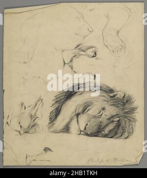 Studi di Lion, Philip H. Wolfrom, americano, 1870-1904, grafite su carta, N.d., foglio: 12 7/8 x 11 pollici, 32,7 x 27,9 cm Foto Stock