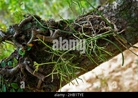 Vischio cactus su tronco d'albero (Rhipsalis baccifera) Foto Stock