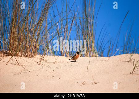 Stonechat europeo in cima a una duna. Fauna selvatica scena dalla natura Foto Stock