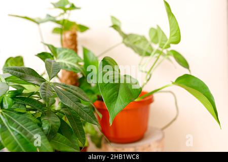 Decorazioni per la casa e concetto di amante degli alberi, piante per la casa Foto Stock