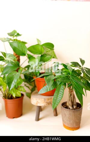 Decorazioni per la casa e concetto di amante degli alberi, piante per la casa Foto Stock