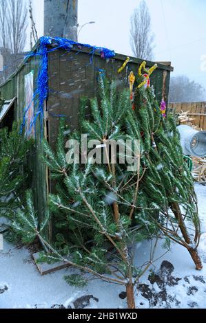 Preparazione per il Capodanno. Pini e spine che mettono in vendita alla bancarella esterna. Kiev, Ucraina. Foto Stock