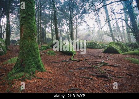 Bella foresta di nebbia scura mistica. Legno vecchio con alberi vecchi Foto Stock