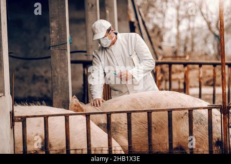 Veterinario senior in cappotto bianco, cappello e con maschera protettiva sul viso che tiene appunti sotto l'ascella e si prepara a dare l'iniezione ad un WH maiale Foto Stock