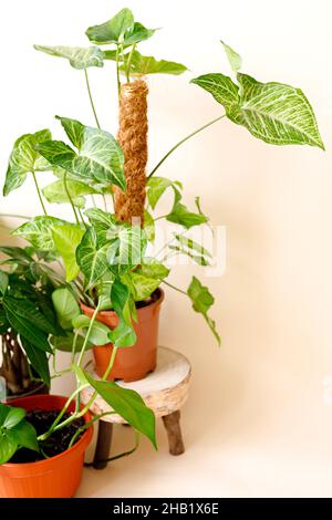 Decorazioni per la casa e concetto di amante degli alberi, piante per la casa Foto Stock