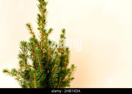 Abete in vaso, albero di Natale senza decorazioni in una grande pentola su sfondo beige Foto Stock