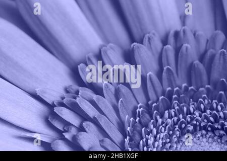 Gerbera viola da vicino. Colore alla moda molto peri nell'anno 2022. Sfondo di fiori. Bellissimo sfondo floreale. Foto Stock