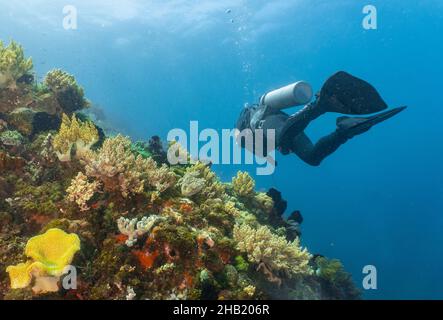 Subacqueo che esplora le acque tropicali intorno a Komodo Foto Stock