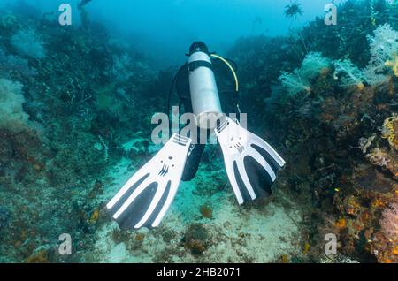 Subacqueo che esplora le acque tropicali intorno a Komodo Foto Stock