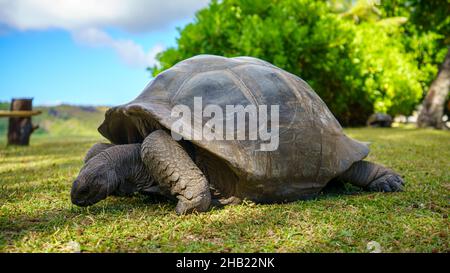 bellissima tartaruga gigante sull'isola di curieuse sulle seychelles Foto Stock