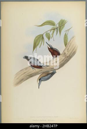 Stila Castaneoventris, Nuthatch, John Gould, British, 1804-1881, Litografia su carta ovatta, foglio: 23 3/8 x 18 7/16 pollici, 59,4 x 46,8 cm, uccello, Uccelli, nuthatch con decorazioni castagnole, Habitat, Natura, ornitologia, ornitologia, piante e animali, specie, Stila Castaneoventris, Wildlife Foto Stock