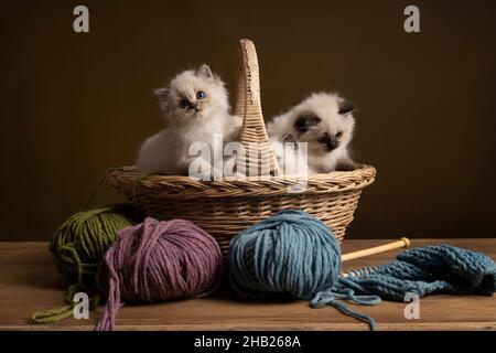 Quattro gatti Ragdoll, piccolo ritratto carino gattino, seduto in un cestino di maglia fratelli cuccioli amici Foto Stock