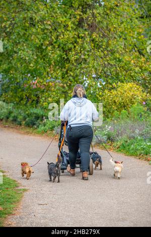 donna che cammina con i cani e spinge un pushchair pram, grande signora con diversi cani su porta che cammina lungo un percorso spingendo un pushchair pram. Foto Stock