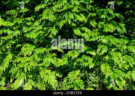 Sfondo monocromatico testurizzato con foglie verdi vivide in una foresta in una giornata estiva soleggiata, bella all'aperto Foto Stock