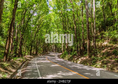 Strada attraverso Bilar Man-made Forest sull'isola di Bohol, Filippine Foto Stock
