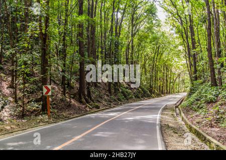 Strada attraverso Bilar Man-made Forest sull'isola di Bohol, Filippine Foto Stock