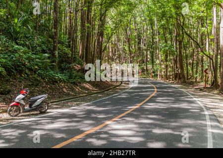 Strada attraverso Bilar Man-made Forest sull'isola di Bohol, Filippine Foto Stock