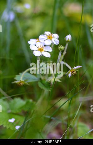 Fiori di fragola selvaggia nell'erba nel primo piano della foresta Foto Stock