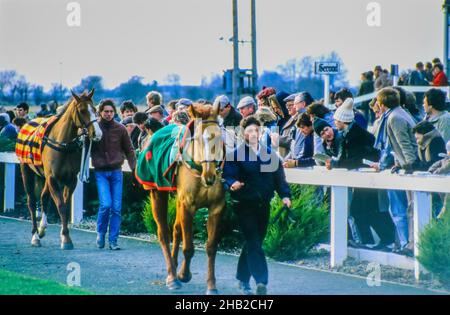 26th dicembre 1985 Boxing Day Horse Racing Meeting presso il Down Royal Racecourse in Irlanda del Nord. Stalle con cavalli nel ring della sfilata prima di un incontro di gara negli anni ottanta a Down Royal. Foto Stock