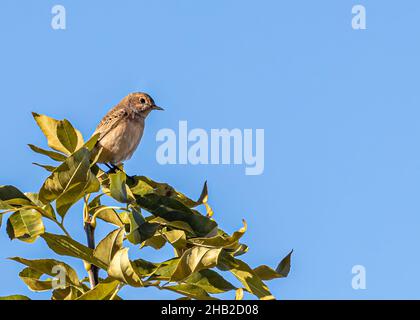 Giardino Warbler seduto su un albero che si crogiola Foto Stock