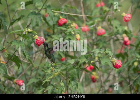 Mangiare Talamanca hummingbird Foto Stock