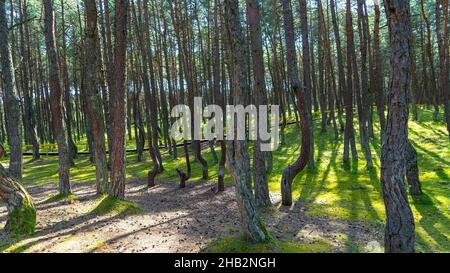 Favolosa foresta danzante su muschio verde illuminato da raggi di luce del sole sullo Spit curoniano, regione di Kaliningrad, Russia. Tronchi di pini coperti w Foto Stock