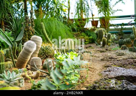 Diversi tipi di cactus del deserto o piante succulente in una serra o giardino. Concetto di giardinaggio. Foto Stock