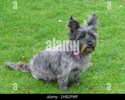 Piccolo cane grigio seduto su un prato che è attraversato tra uno Yorky e un Weste Foto Stock