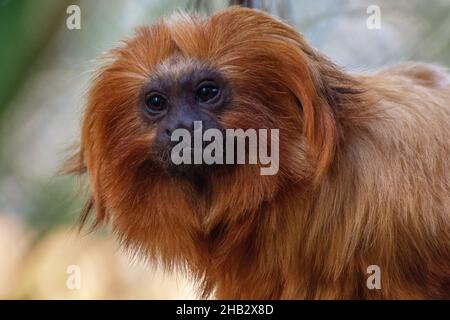 Il ritratto di un leone tamarin Foto Stock