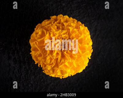 Foto studio di fiore su sfondo nero. Fiore luminoso e bello. Foto Stock