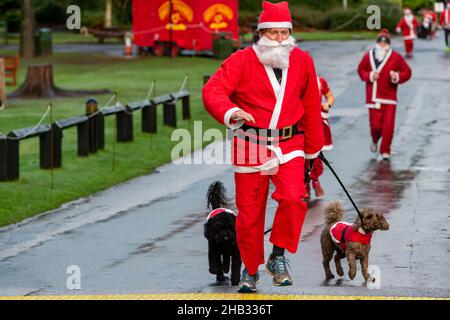 Uomo con due cani che corrono in un Santa Dash nel bagnato in aiuto di Warrington Disability Partnership Foto Stock