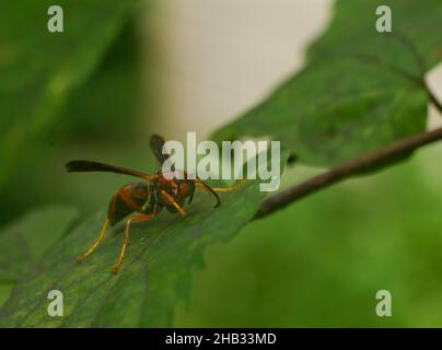 Carta wasp. Nome scientifico: Polistes gallicus. Seduta su una foglia verde. Foto Stock