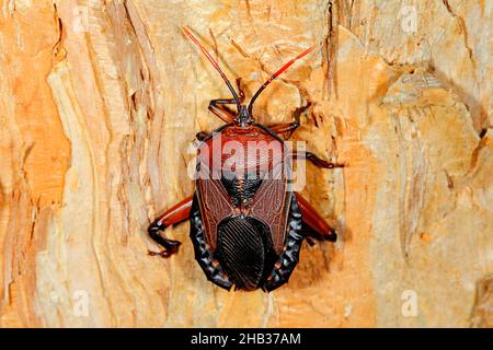 Oncomerinae Shield Bug, Rhoecus australasiae. Adulto di corporatura robusta. Questo vero bug è un grosso bug di puzzolente. Coffs Harbour, New South Wales, Australia Foto Stock