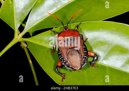 Oncomerinae Shield Bug, Rhoecus australasiae. Adulto di corporatura robusta. Questo vero bug è un grosso bug di puzzolente. Coffs Harbour, New South Wales, Australia Foto Stock