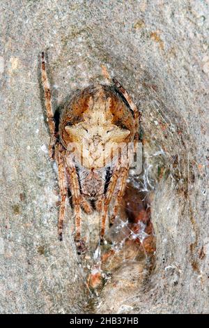 Ragno australiano tessitore di orb, Eriophora transmarina. Coffs Harbour, New South Wales, Australia Foto Stock