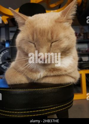 Gatto panna Tabby seduto in una posizione di pane Pan su una palestra domestica Foto Stock