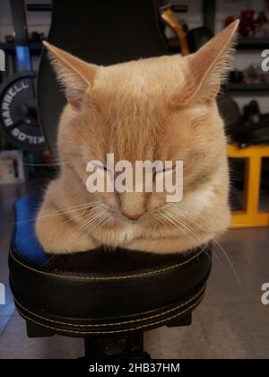 Gatto panna Tabby seduto in una posizione di pane Pan su una palestra domestica Foto Stock