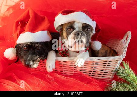 Due cani Boston Terrier e Little Schnauzer in Babbo Natale cappelli sedersi in un cestino bianco . Auguri di buon Natale dai cani Foto Stock