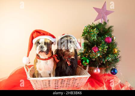 Due cani Boston Terrier e Little Schnauzer in un cestino accanto ad un piccolo albero di Natale decorato. Auguri di buon Natale dai cani Foto Stock