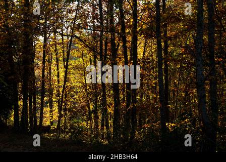 Foresta di castagno al tramonto in autunno con luce del sole che entra tra i rami della valle di Ambroz Foto Stock