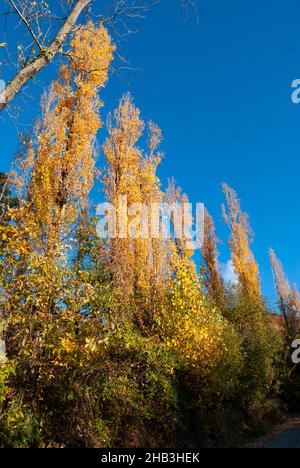 Nadir vista di alberi gialli in autunno dal basso in ritratto con cielo azzurro chiaro Foto Stock