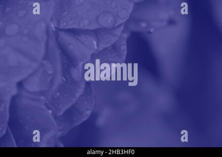 Banner romantico, delicate rose viola fiori primo piano. Foto Stock